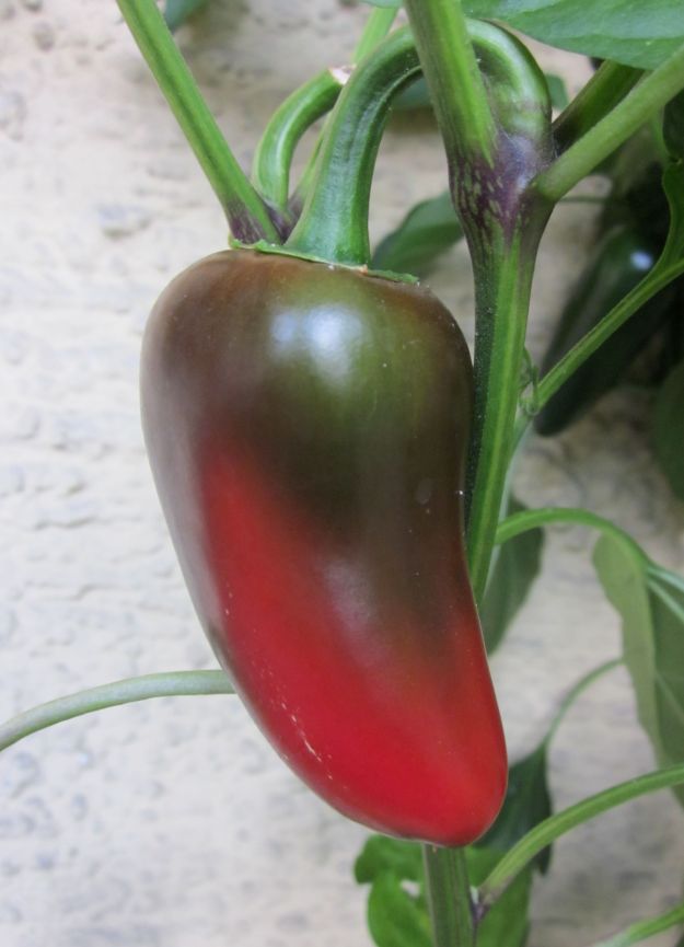 rot-grün gemusterte Paprika