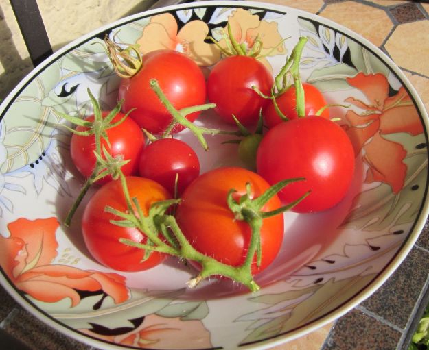 Tomaten-Ernte