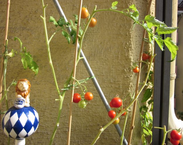 Tomaten-Herbst