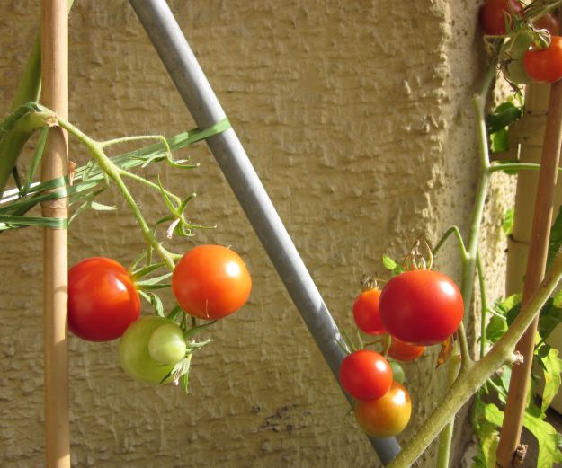 Tomaten-Endspurt